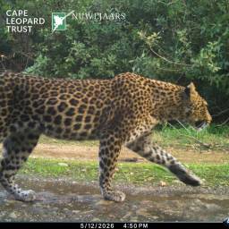 Leopard